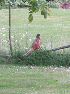 Pheasant.JPG
